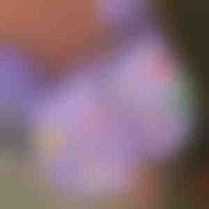 Светлечки украси за чевли за Божиќ (7 парчиња) | SHINETAGS