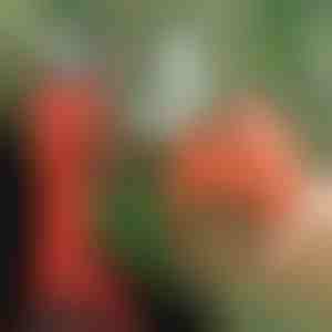 Електрични ножици | WHIZZPRUNER